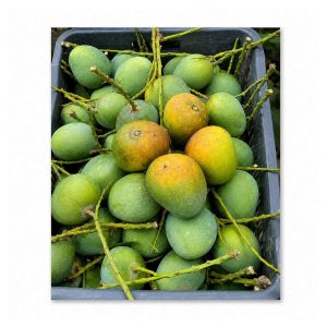 Himsagar Mango-10 kg